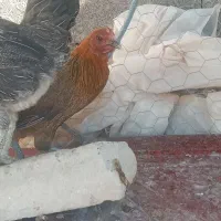 مرغ محلی|حیوانات مزرعه|نهبندان, |دیوار