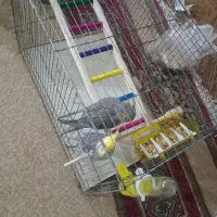 عروس هلندی دو عدد