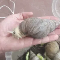 حلزون پرورشی آچاتینا|خزنده|لنجان, |دیوار