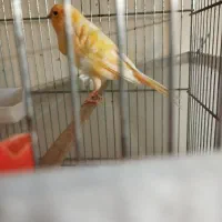 قناری پرتغالی نر|پرنده|تهران, جیحون|دیوار