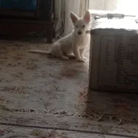 سگ‌پاکوتاه|سگ|سبزوار, ایزی شهر|دیوار