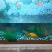 فروش آکواریوم با لوازم جانبی و چند عدد ماهی