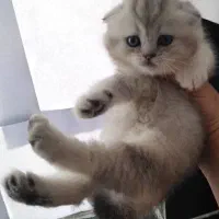 گربه اسکاتیش چینچیلا