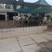 کارگر دامداری صنعتی به صورت 24/24