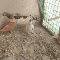 کفتر|پرنده|تربت‌حیدریه, شهید بهشتی|دیوار