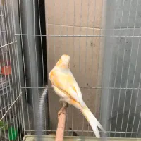 قناری کشیده بلند ،رسمی،موزایکی|پرنده|مشهد, هفت تیر (آب و برق)|دیوار