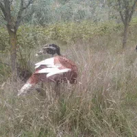 بوقلمون|حیوانات مزرعه|آبش احمد, |دیوار