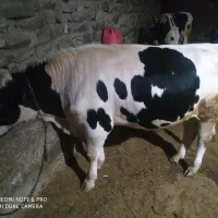 گوساله وگاو گوشتی نر وماده|حیوانات مزرعه|تهران, فردوسی|دیوار