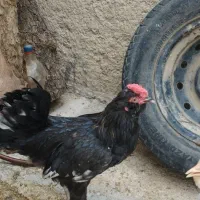 مرغ گلین