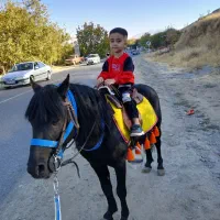 اسب پونی ۶ ساله ارام و زیبا و خاص مشکی درجه یک|اسب و تجهیزات اسبسواری|پیرانشهر, |دیوار