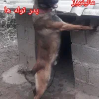دو عدد توله  سگ  مالینویز  ماده پر انرژی|سگ|رشت, حومه رشت|دیوار