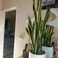 گل طبیعی قیمت مناسب|گل و گیاه طبیعی|قزوین, |دیوار