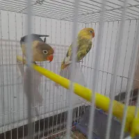 کوتوله بریزیلی|پرنده|مشهد, مشکینی (شهرک غرب)|دیوار