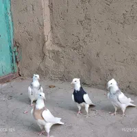 کبوتر طوقی|پرنده|سنقر, |دیوار