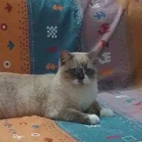 گربه رگدال ۹ماهه|گربه|شهریار, شهرک شاهد|دیوار