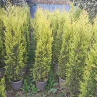 کاج لاوسون،سرو طلایی|گل و گیاه طبیعی|کومله, |دیوار