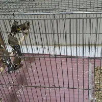 سهره نر5عدد|پرنده|اصفهان, شیخ طوسی|دیوار