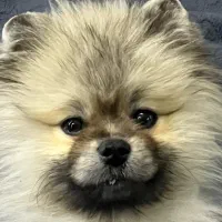 جفت گیری باماده شما