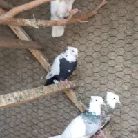 کبوتر طوقی کاکلی|پرنده|همدان, |دیوار