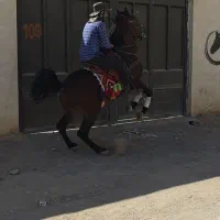 اسب کره ۲سال|اسب و تجهیزات اسبسواری|اصفهان, شهرک صنعتی جی|دیوار