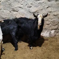 بز نر|حیوانات مزرعه|بهار, |دیوار