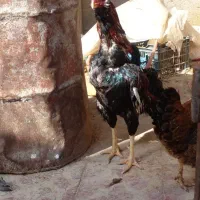 تخم مرغ لاری