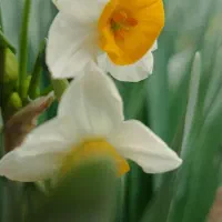 فروش گل نرگس ششپر شهلا وپیاز چه گل