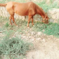 اسب|اسب و تجهیزات اسب‌سواری|شادگان, |دیوار