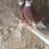 پرشی