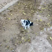 سگ توله بردر کالی سگ توله پا کوتاه|سگ|قزوین, |دیوار