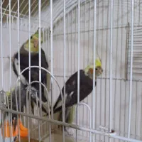 جفت نر ماده عروس هلندی