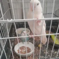 طوطی کوتوله آواز خوان