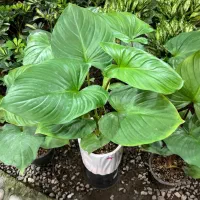 گل هومالومنا