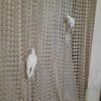 عروس هلندی آلبینو خاص