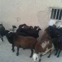 بره نر و ماده