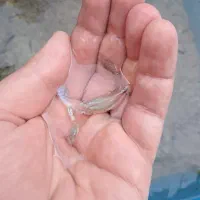 گوپی خاص کلکسیونی|ماهی|کرمان, |دیوار