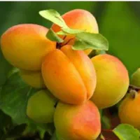 زردآلو شاهرودی ، نهال ، درخت پر محصول ، نهالستان|خدمات باغبانی و درختکاری|مشهد, سیسآباد|دیوار