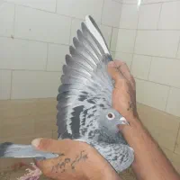 پلاکی نر ماده|پرنده|مسجد سلیمان, |دیوار