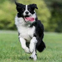 بردر کالی نر و ماده  اصیل