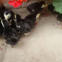 جوجه غاز و جوجه بوقلمون محلی مشکی|حیوانات مزرعه|گلوگاه بابل (گلیا), |دیوار