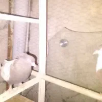 کبوتر