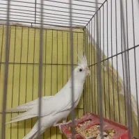 پرند عروس البینو نر وجفت طوطی برزیلی|پرنده|باوی, |دیوار