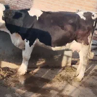 گاو سیمینتال مشکی با گوساله ماده