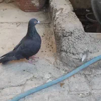 خوشرنگ زرد .پلاکی سیاه|پرنده|شیراز, گچی|دیوار