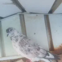 کفتر‌باخت‌رفته