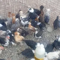 انواع جوجه هایی سلطان برهما گلین