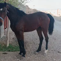 اسب کره مادیون کورد