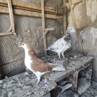 جوجه ساده زرد کاکلی