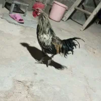 معاوضه مرغ و خروس با اردک یا غاز