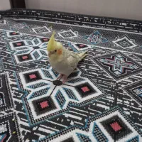 عروس هلندی|پرنده|شاهین‌شهر, مسکن مهر|دیوار